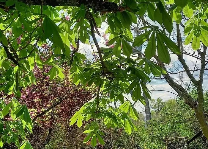 L'écrin De Louise Barry-d'Islemade